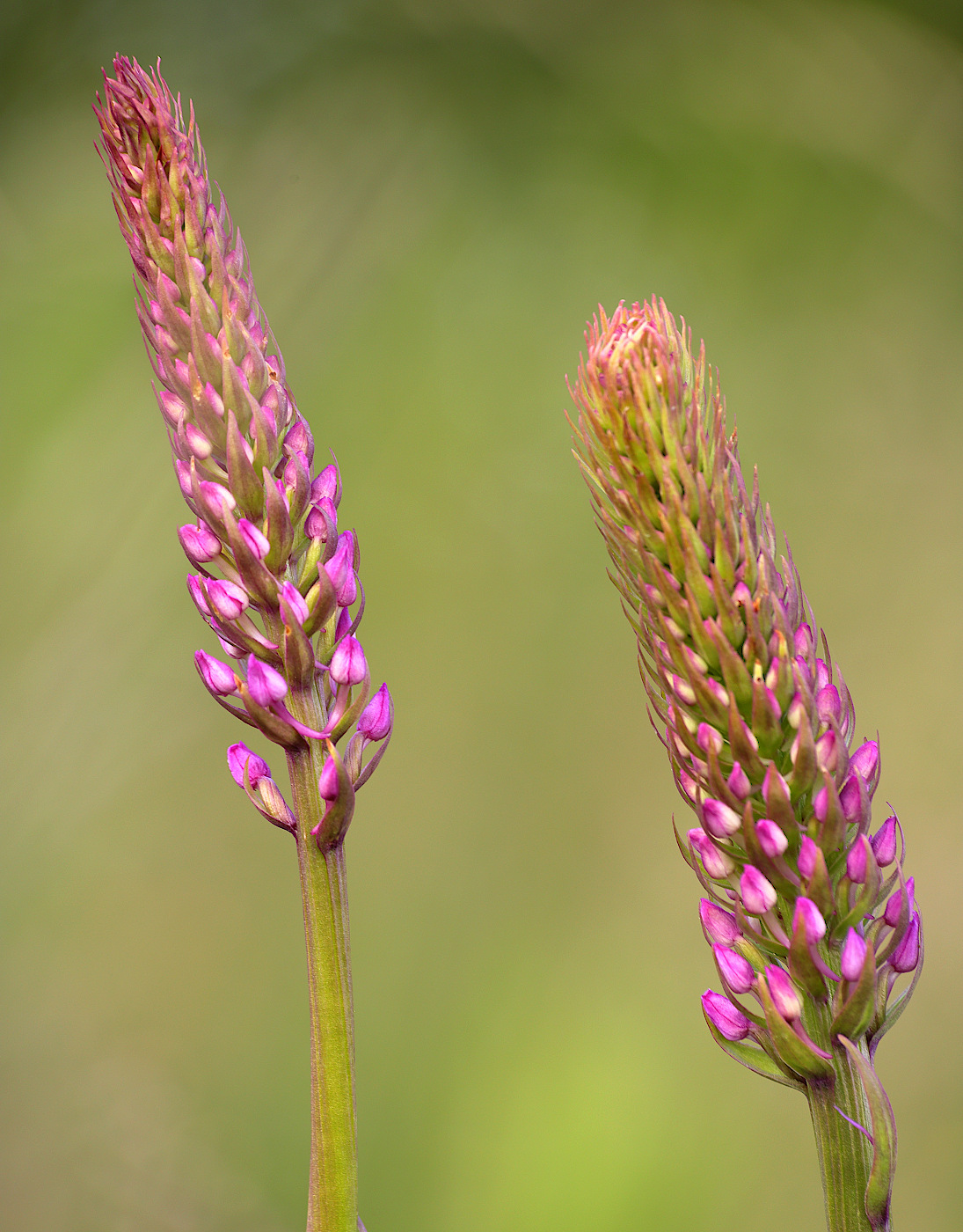 Изображение особи Gymnadenia densiflora.