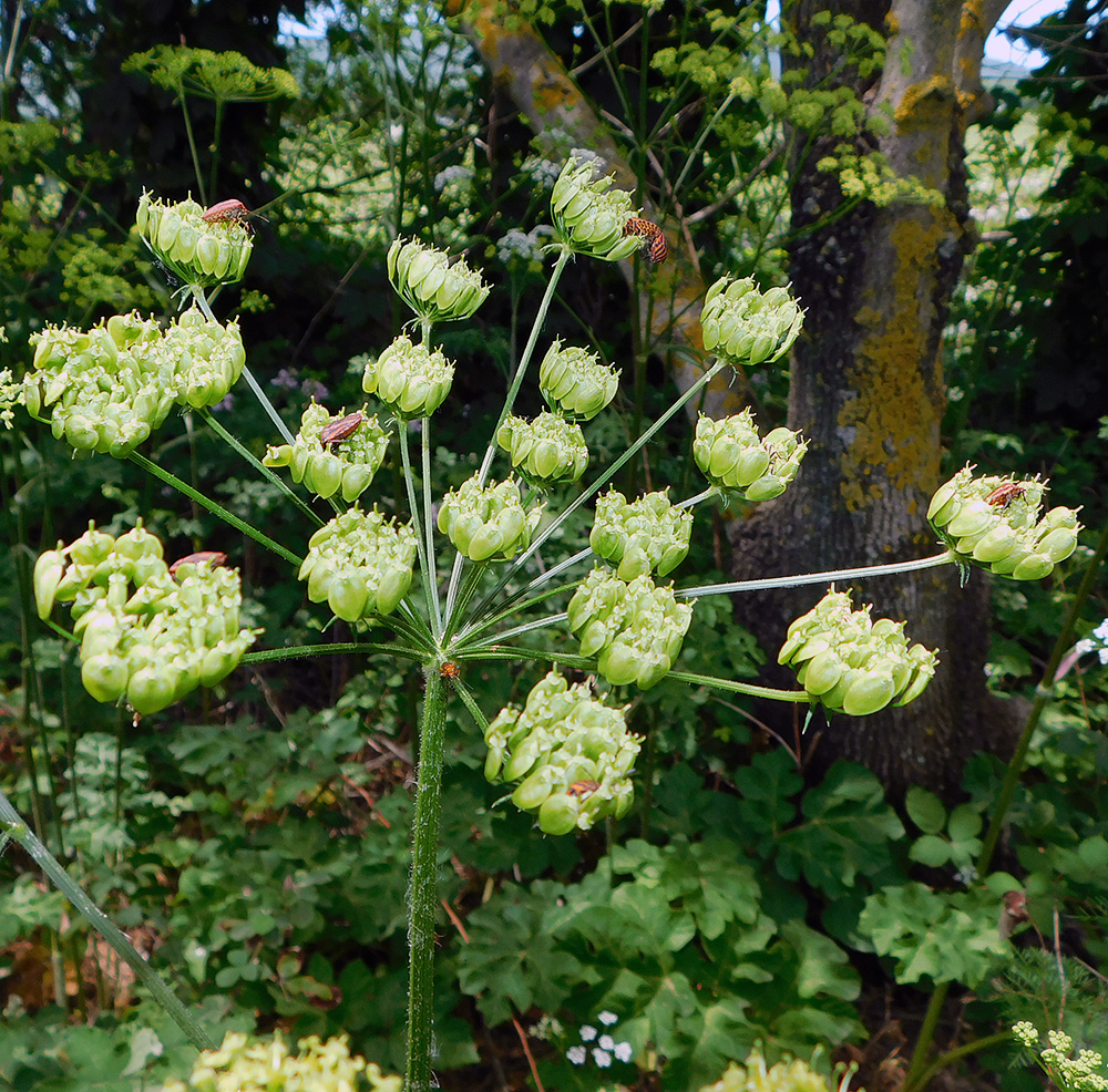 Изображение особи Heracleum sibiricum.