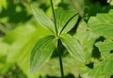 Astrantia maxima