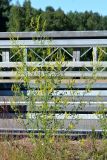 Melilotus officinalis