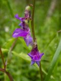 Lathyrus vernus. Часть соцветия в каплях дождя с ползающим муравьём. Московская обл., г. Дубна, лесопарк, смешанный лес. 22.05.2020.