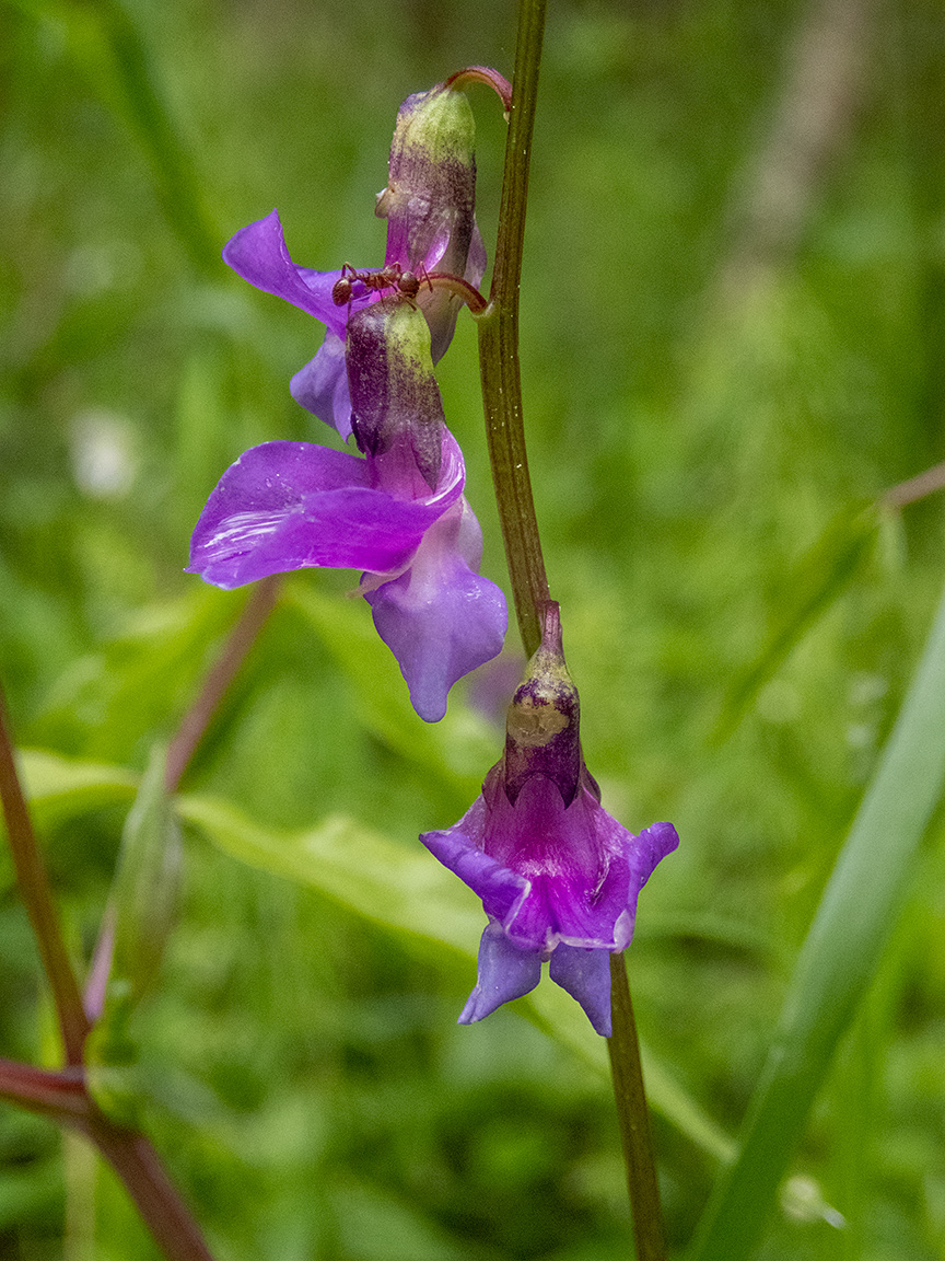Изображение особи Lathyrus vernus.