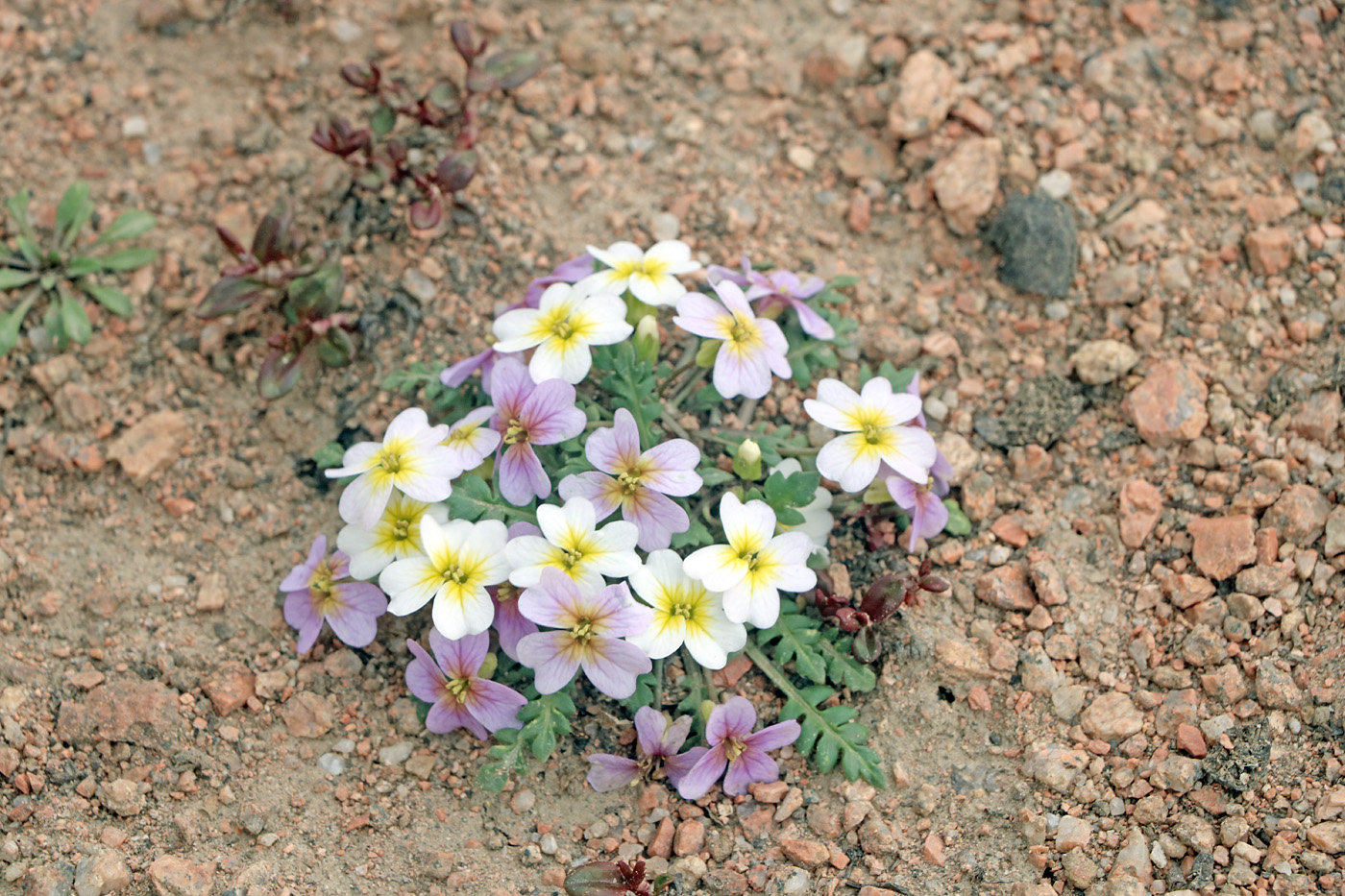 Image of Chorispora sabulosa specimen.