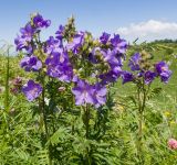 Polemonium caucasicum. Верхушка цветущего растения. Краснодарский край, Апшеронский р-н, гора Черногор, платообразная вершина, ≈ 1750 м н.у.м., субальпийский луг на карсте. 27.06.2020.