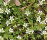 Arenaria rotundifolia