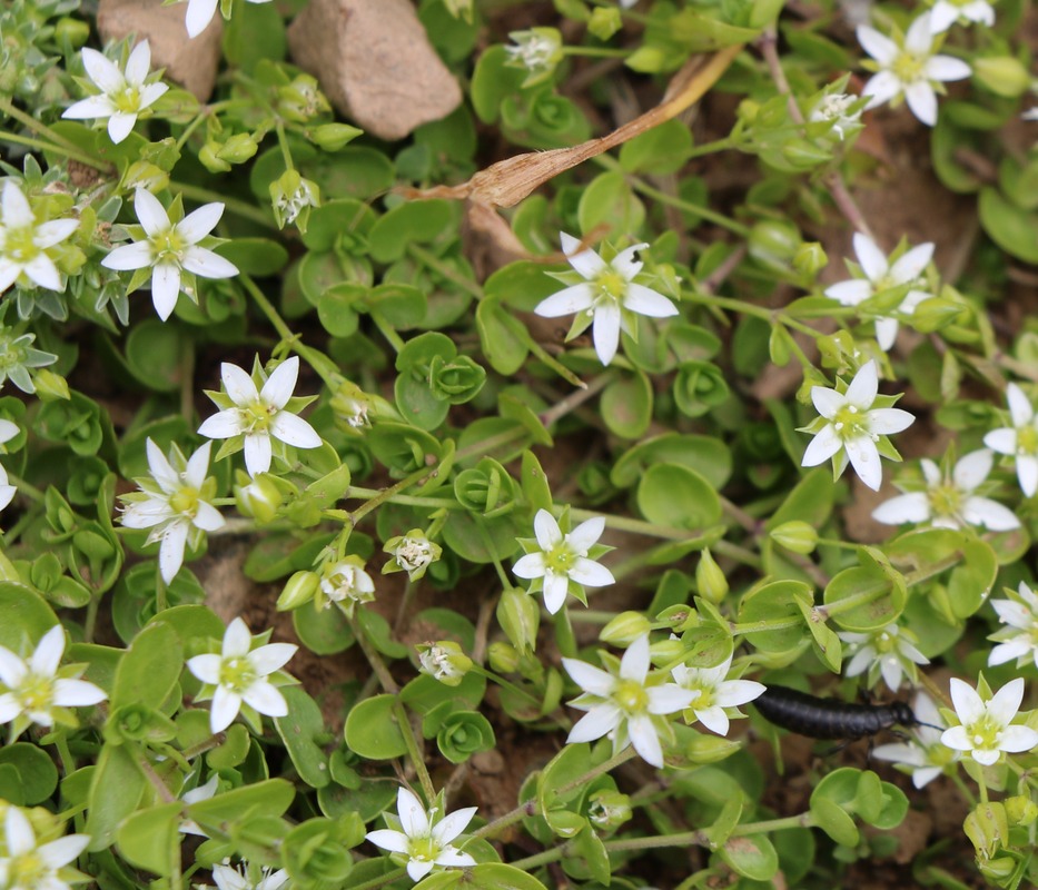 Изображение особи Arenaria rotundifolia.