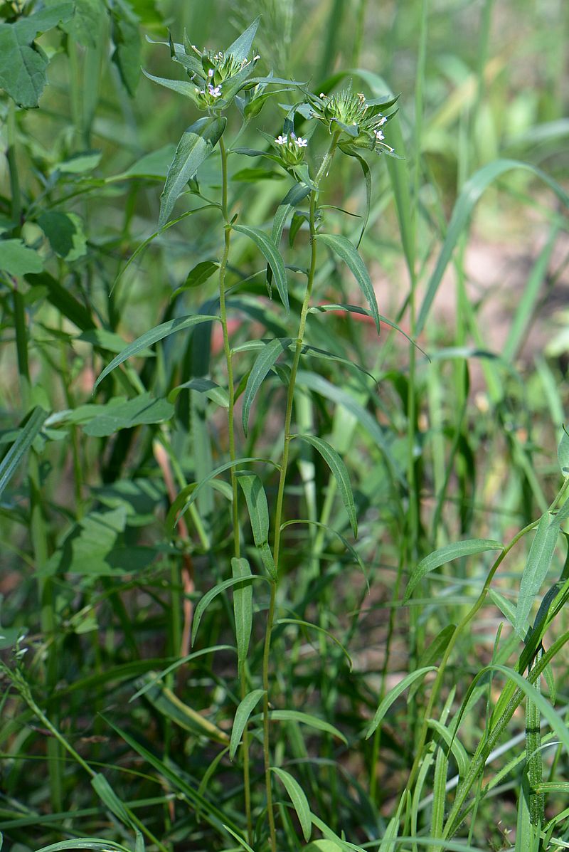 Изображение особи Collomia linearis.