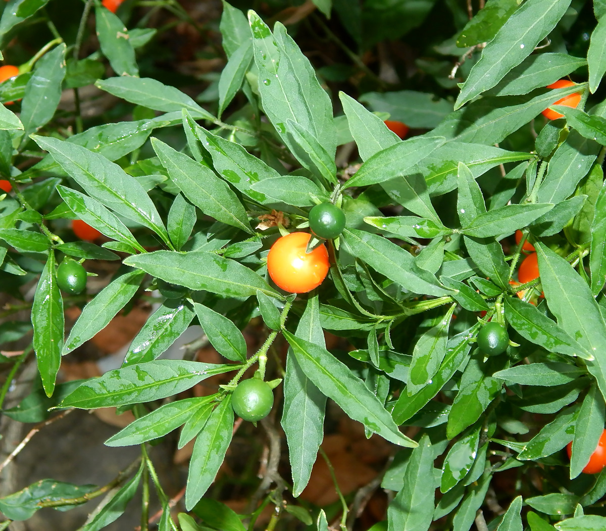 Image of Solanum pseudocapsicum specimen.