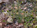 Matricaria discoidea
