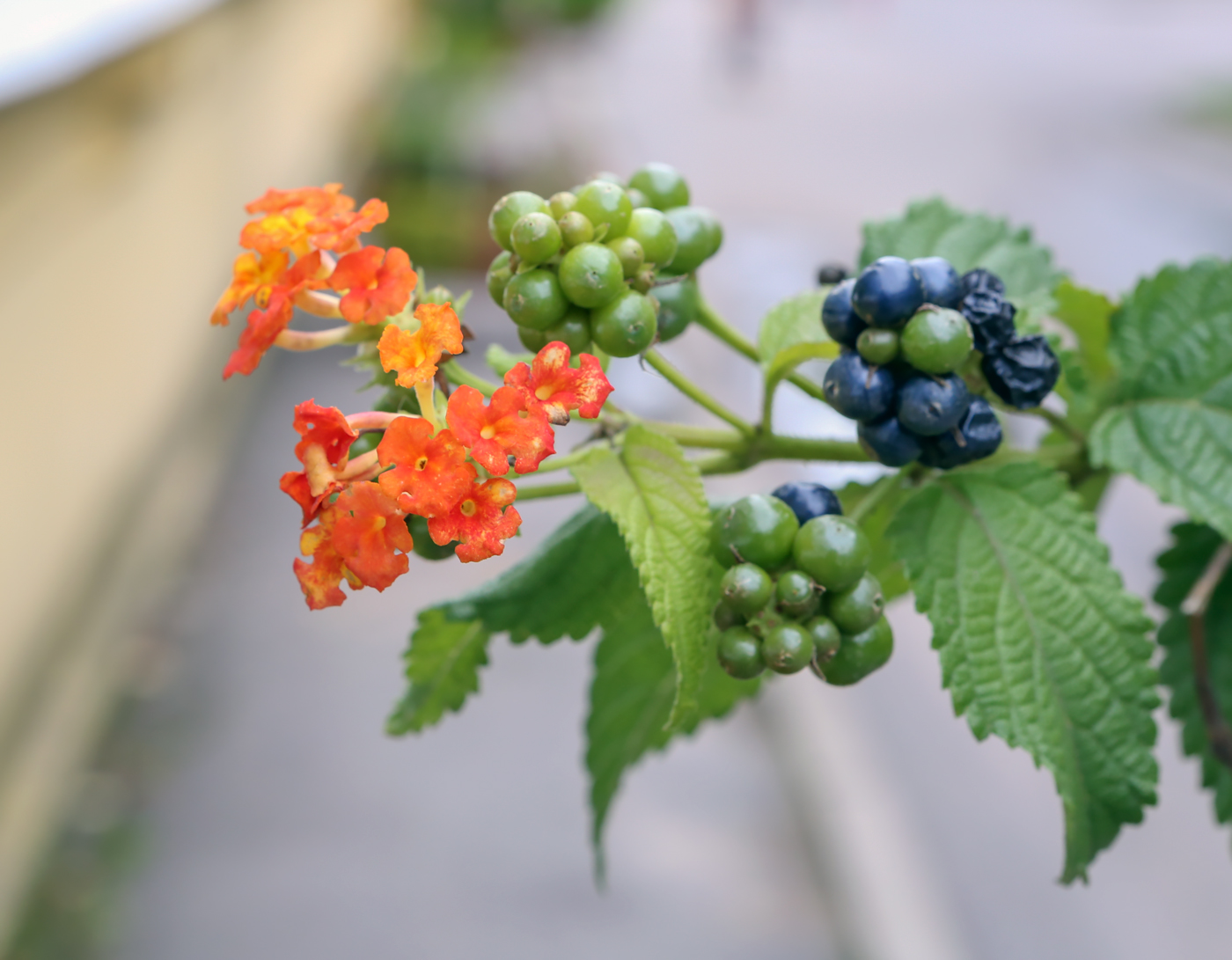 Image of Lantana camara specimen.