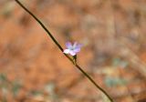 genus Dianthus. Цветок. Астраханская обл., Ахтубинский р-н, Богдинско-Баскунчакский заповедник, гора Большое Богдо, сухой склон. 22.08.2020.