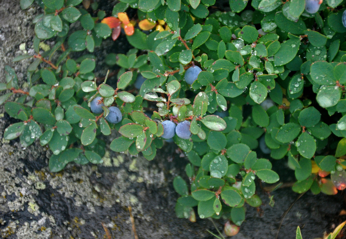 Image of Vaccinium uliginosum specimen.