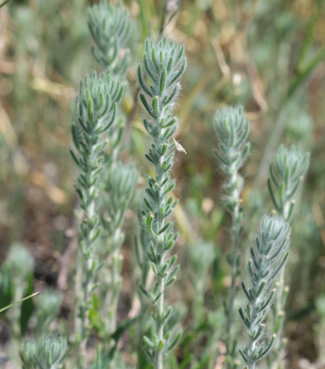 Image of Sedobassia sedoides specimen.