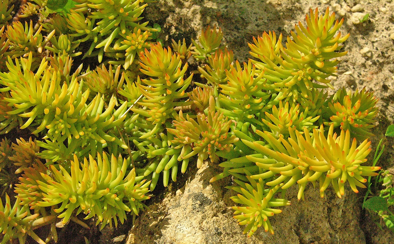 Image of Sedum rupestre specimen.