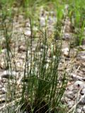 Juncus compressus