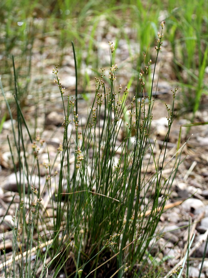 Изображение особи Juncus compressus.