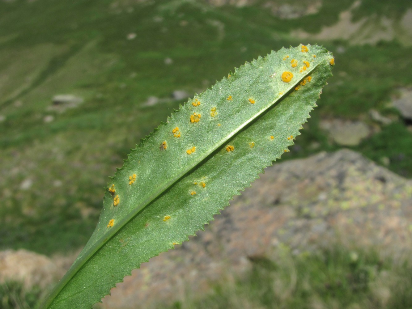 Image of Primula auriculata specimen.