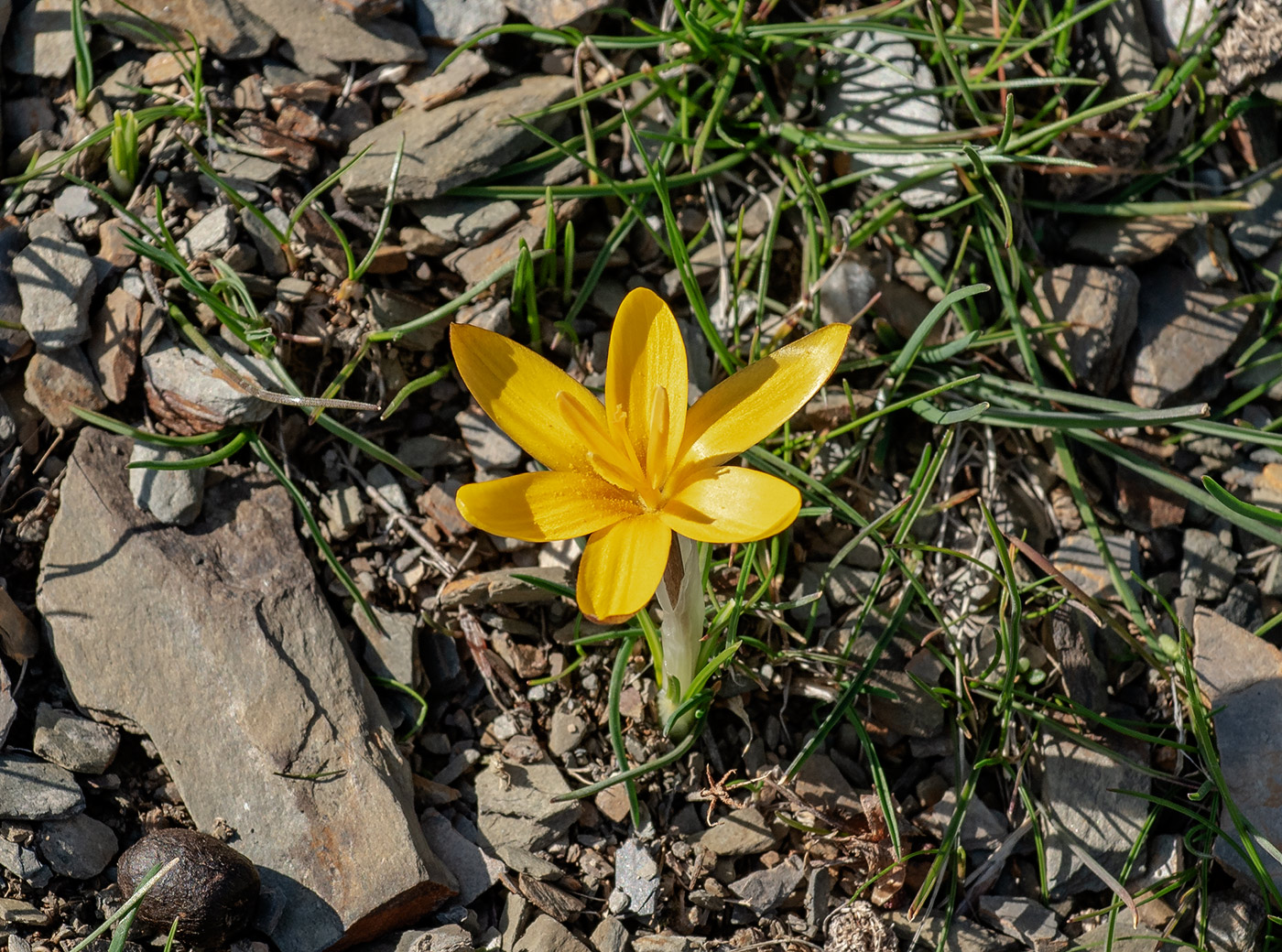 Image of Crocus korolkowii specimen.