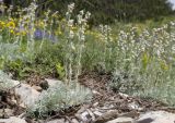 Artemisia caucasica. Цветущие растения. Краснодарский край, м/о г. Новороссийск, окр. пос. Верхнебаканский, гора Раевская, остепнённый склон. 18.05.2019.