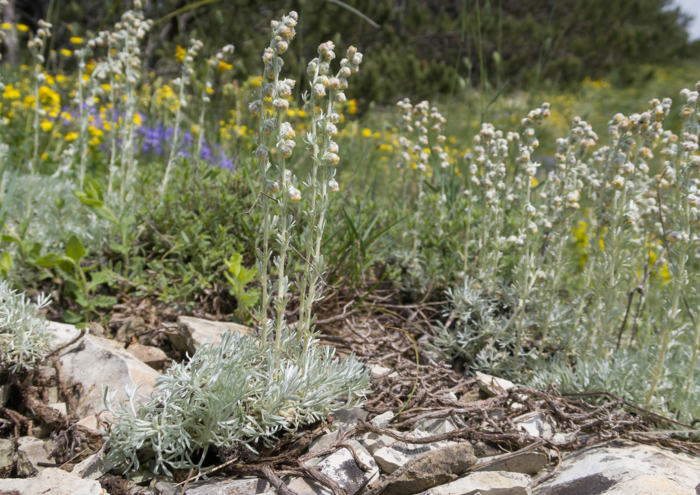 Image of Artemisia caucasica specimen.