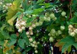 Humulus lupulus. Верхушка побега с соплодиями. Смоленская обл., Демидовский р-н, национальный парк \"Смоленское Поозерье\", побережье оз. Сапшо, прибрежные заросли кустарников. 15.08.2020.