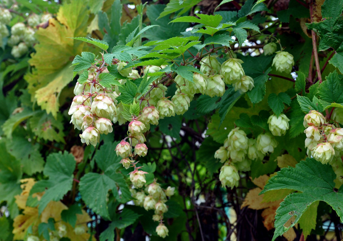 Изображение особи Humulus lupulus.