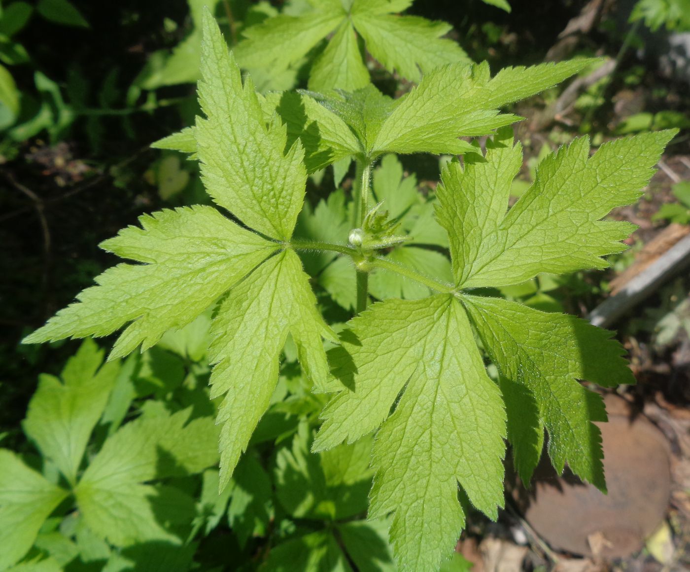 Изображение особи семейство Ranunculaceae.