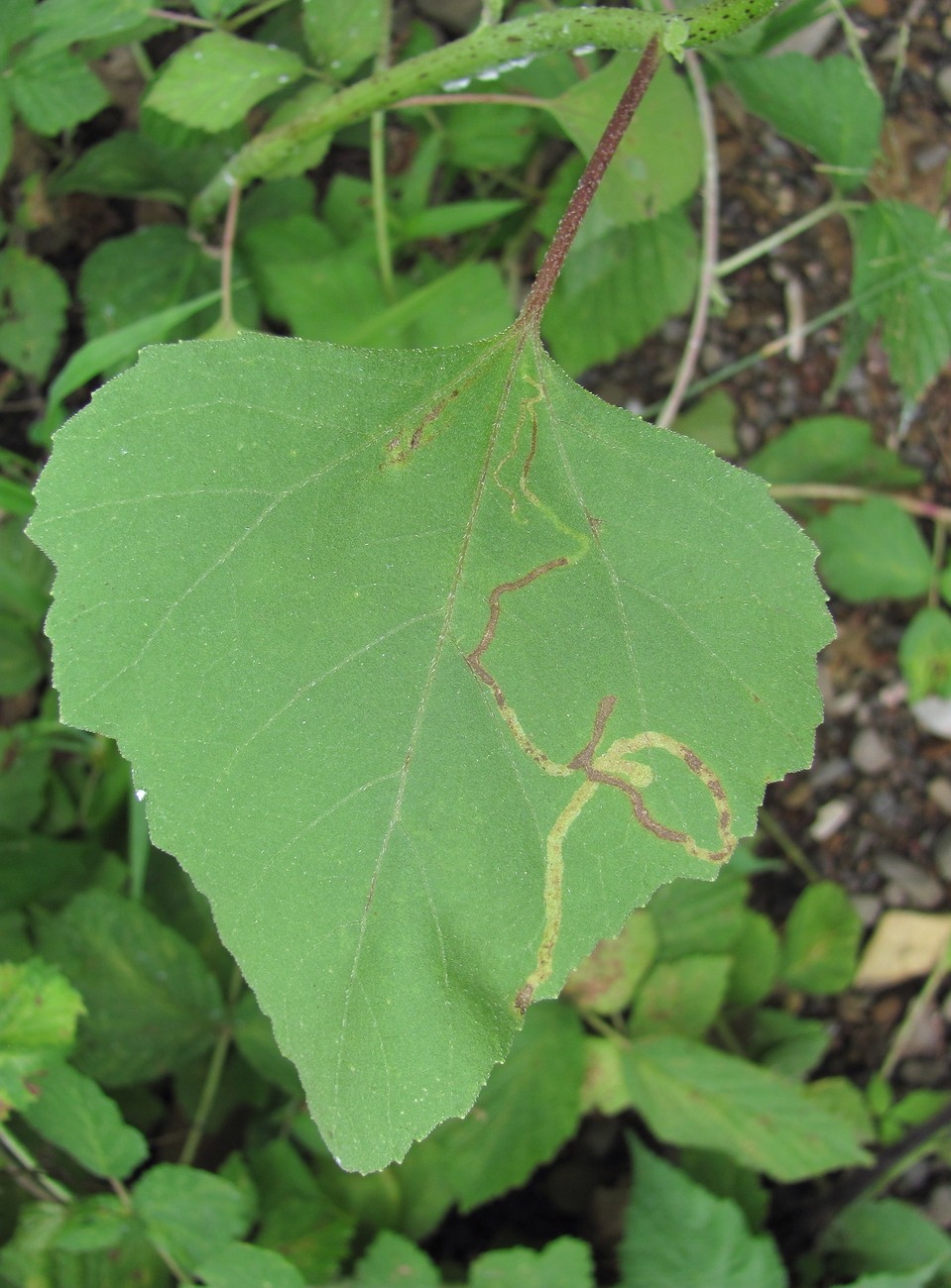 Image of Xanthium orientale specimen.