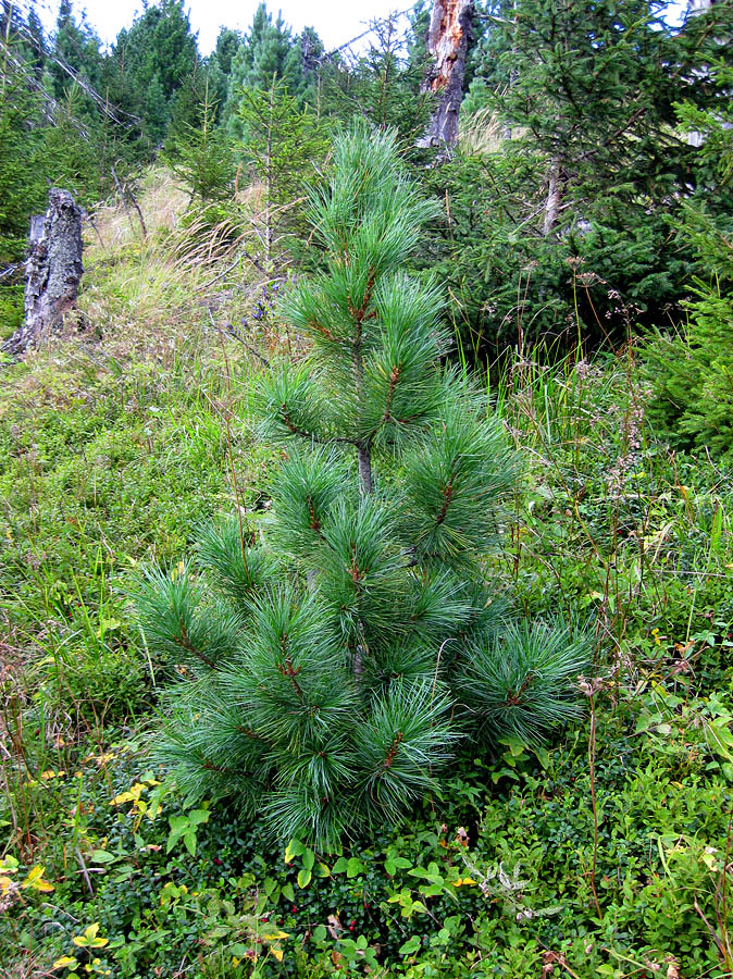 Изображение особи Pinus cembra.