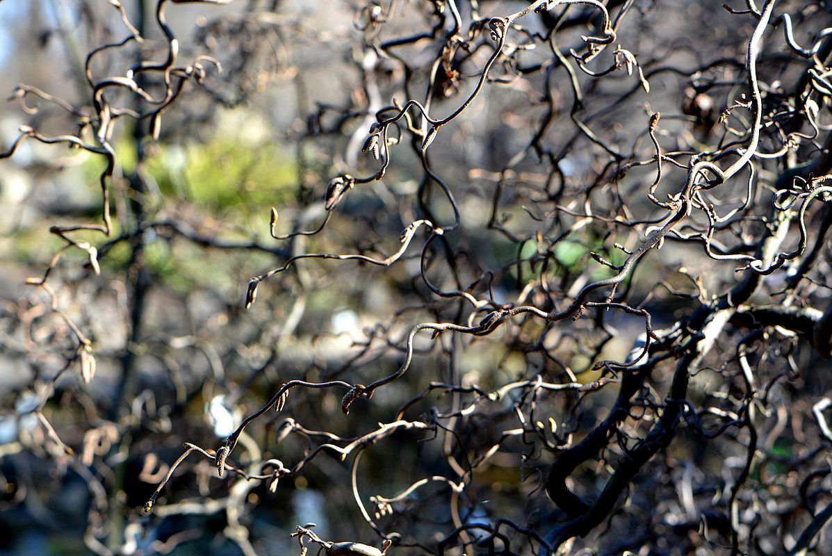 Image of Corylus avellana specimen.