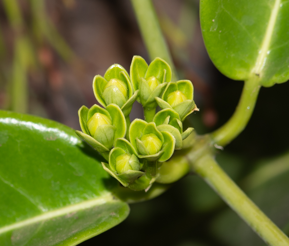 Изображение особи Marsdenia floribunda.