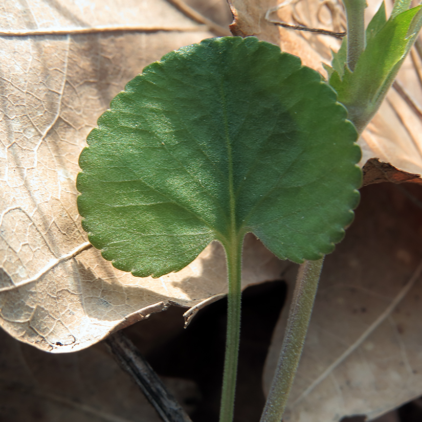 Image of Viola rupestris specimen.