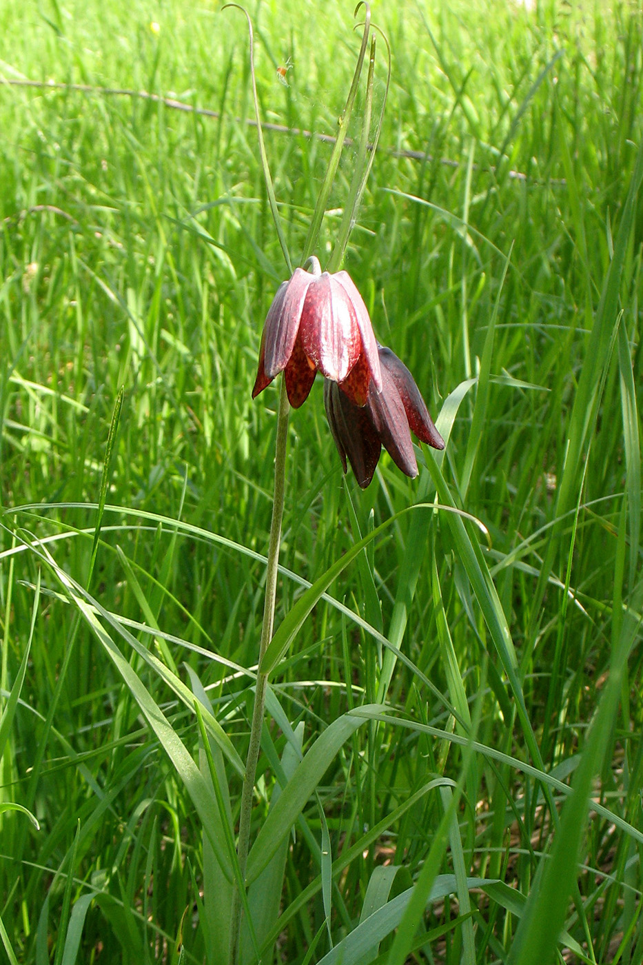 Image of Fritillaria ruthenica specimen.