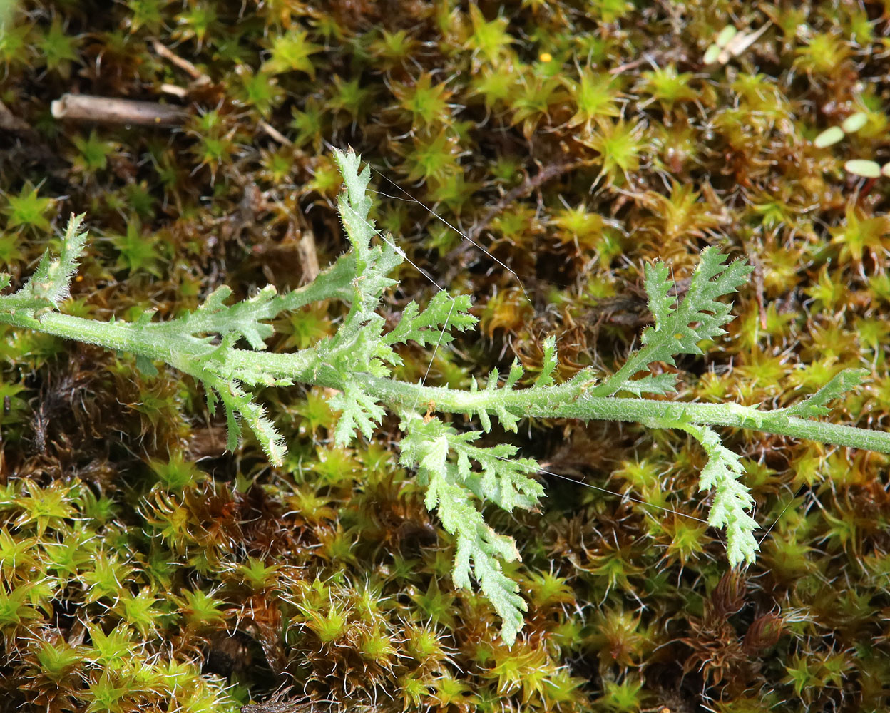 Image of Anthemis ruthenica specimen.