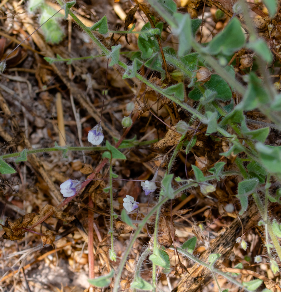Image of Kickxia commutata ssp. graeca specimen.