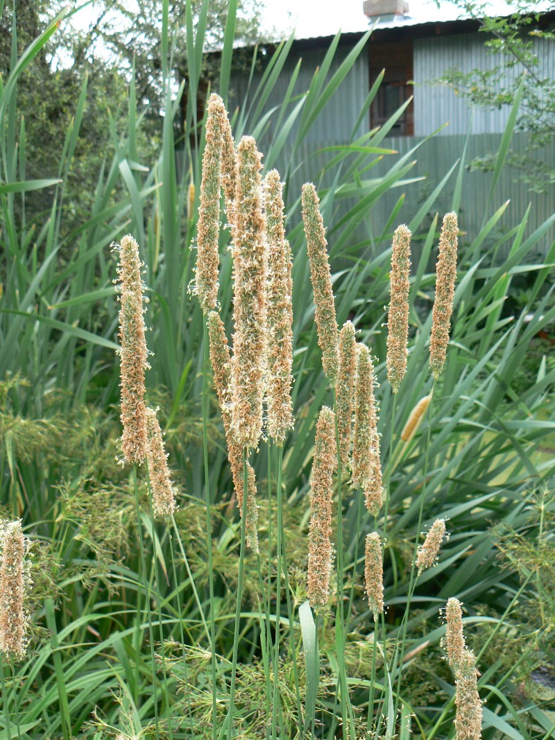 Image of Phleum pratense specimen.