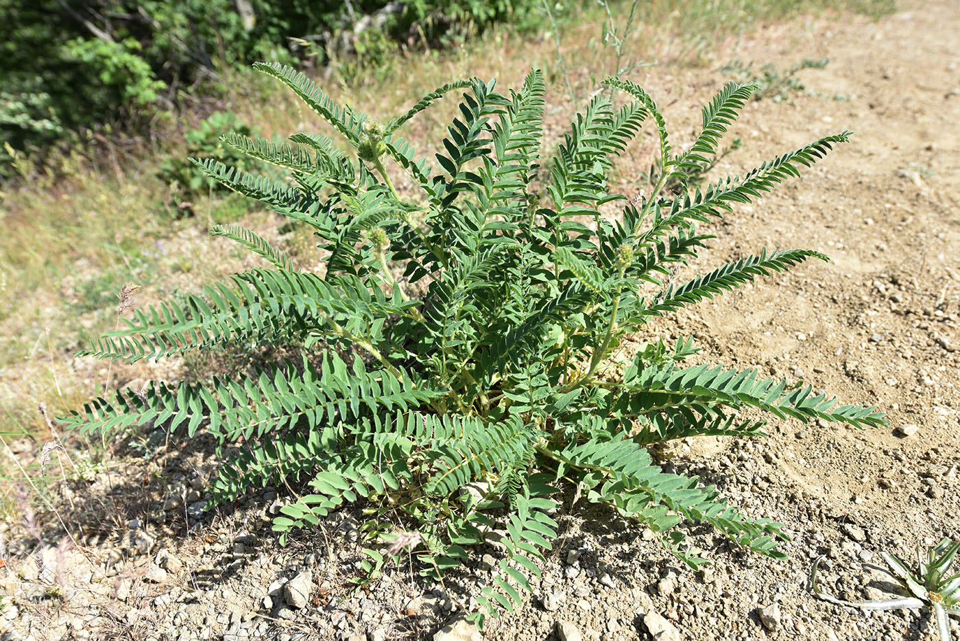 Image of familia Fabaceae specimen.