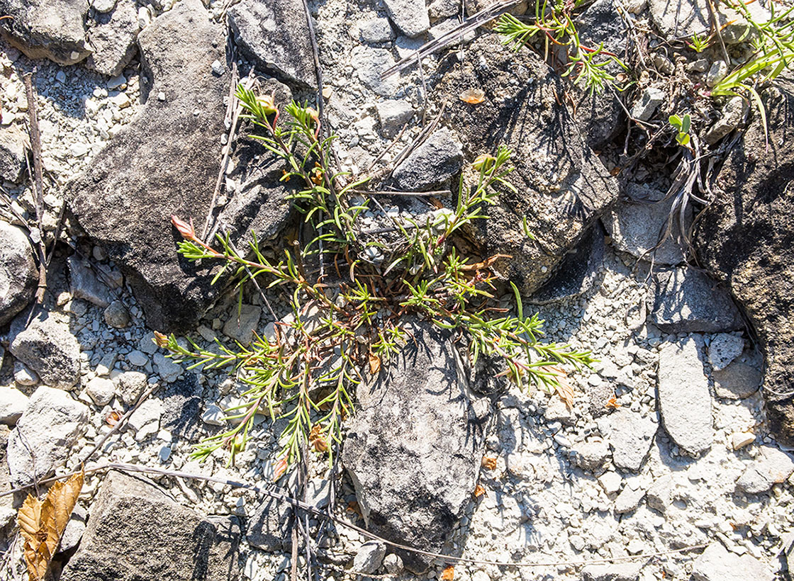 Image of Fumana procumbens specimen.