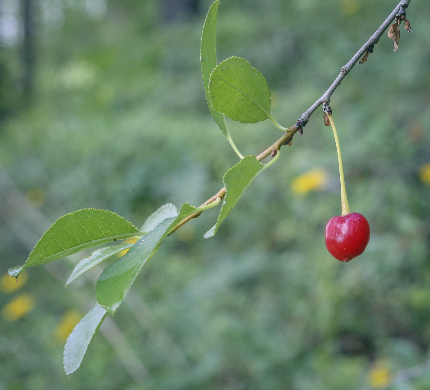 Image of Cerasus fruticosa specimen.