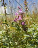 Thymus pulchellus. Верхушка побега с соцветием. Краснодарский край, Мостовской р-н, окр. пгт Псебай, хр. Герпегем, обнажение гипса на склоне горы. 19.08.2021.