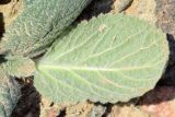 Eremostachys isochila
