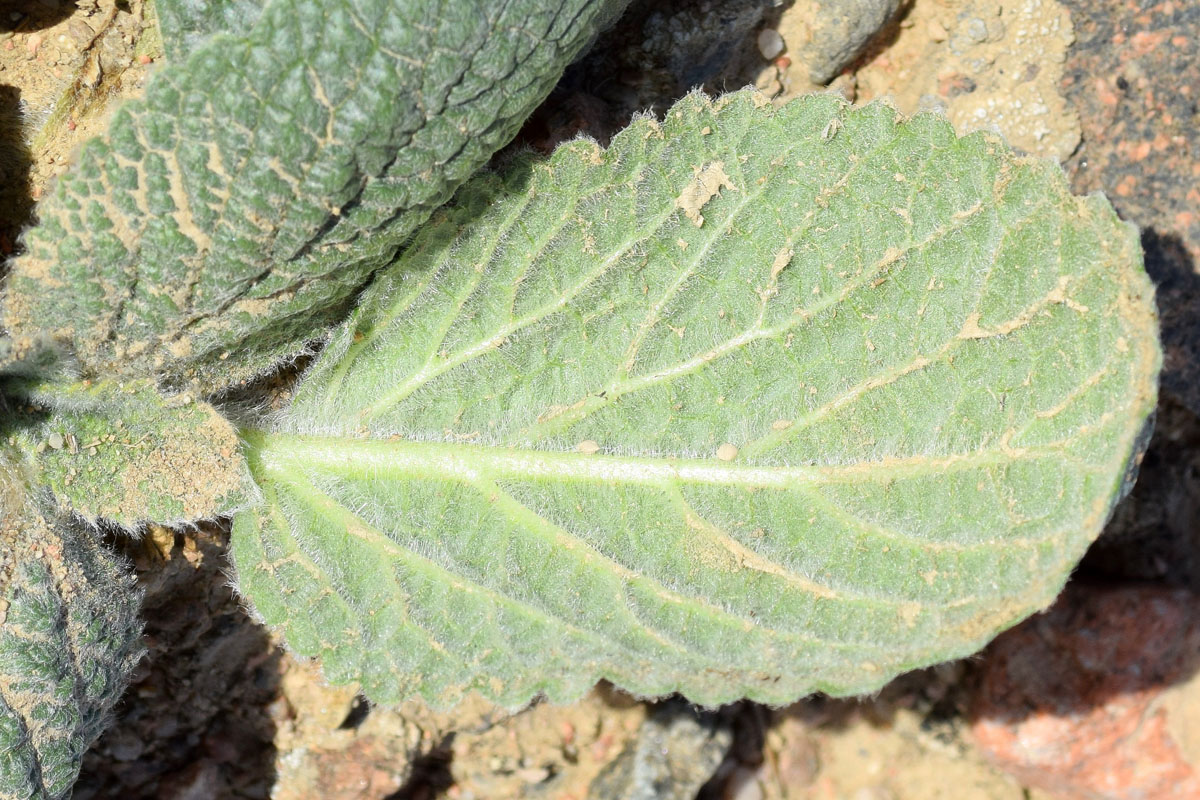 Изображение особи Eremostachys isochila.