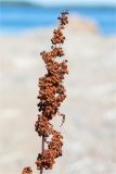 Rumex hydrolapathum. Соплодие. Ленинградская обл., Выборгский р-н, Финский залив, о-в Лисий, песчаный пляж. 09.08.2020.