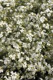 Crambe orientalis