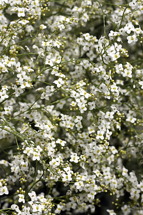 Изображение особи Crambe orientalis.