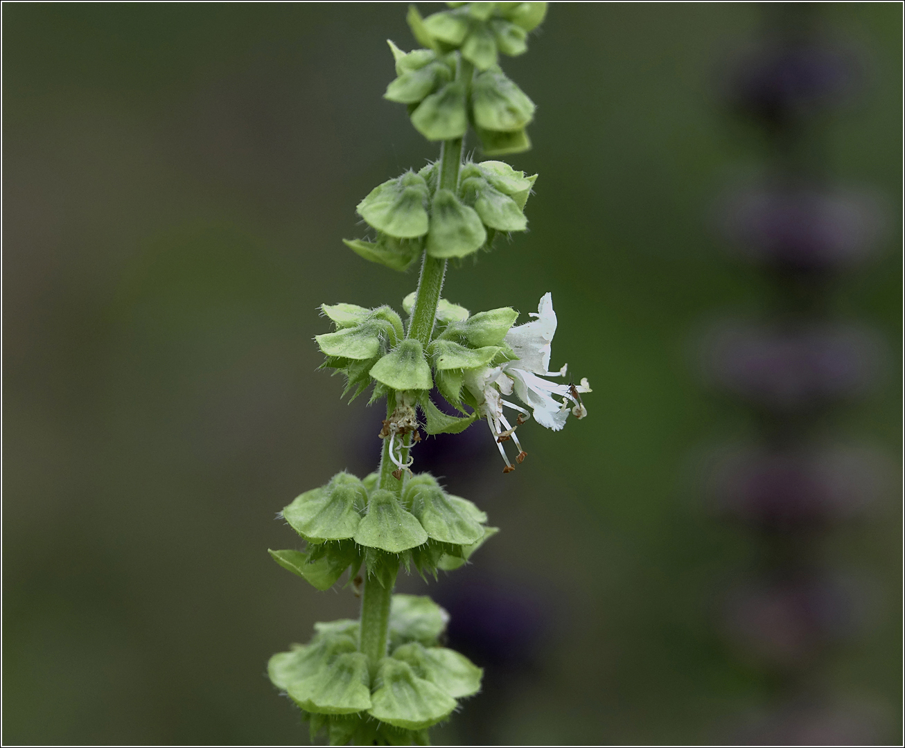 Изображение особи Ocimum basilicum.