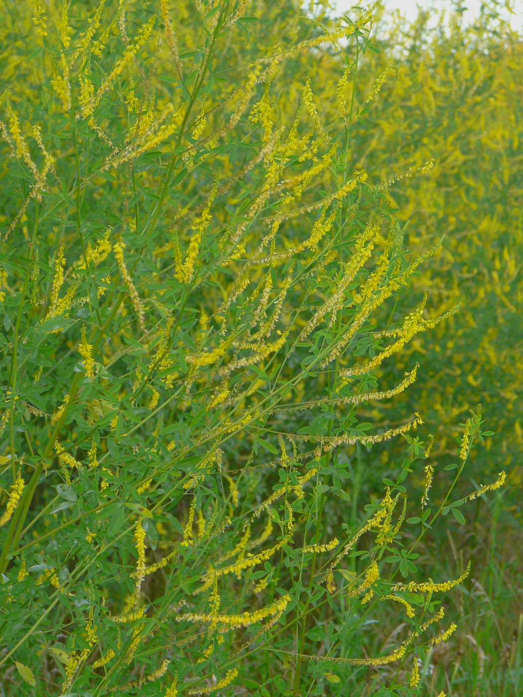 Image of Melilotus officinalis specimen.