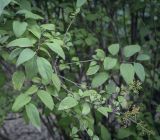 Syringa chinensis