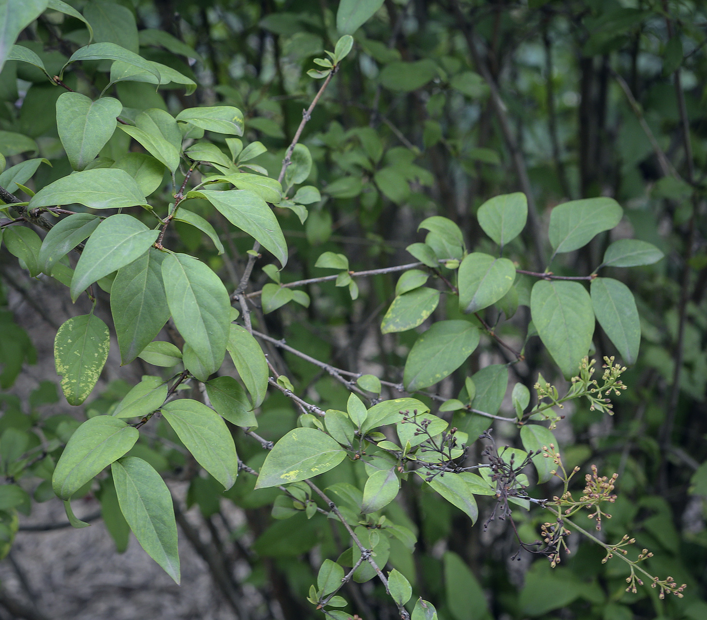 Image of Syringa chinensis specimen.