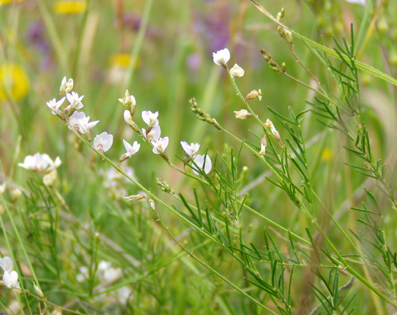 Изображение особи Astragalus austriacus.